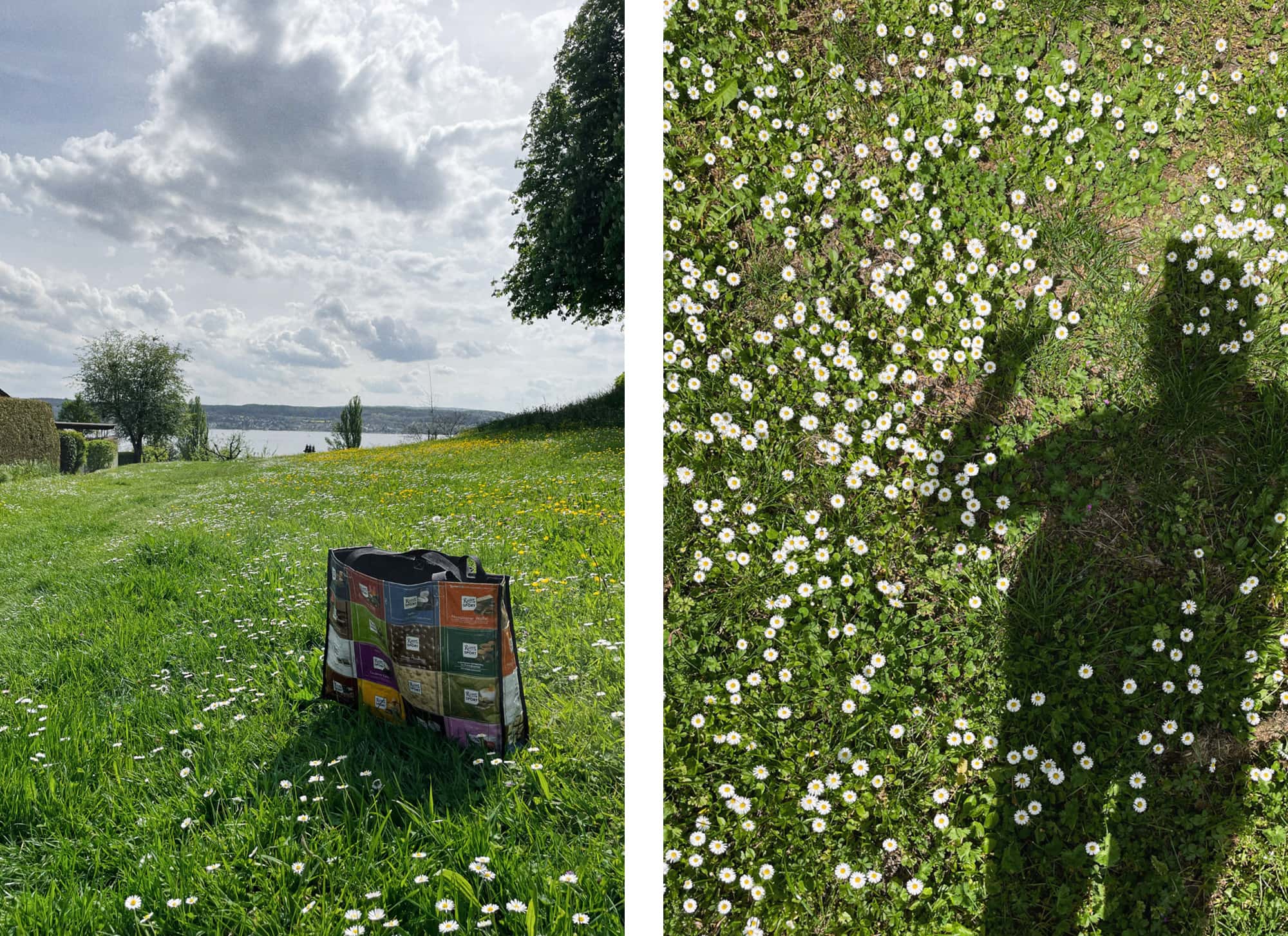 Gänseblümchen sammeln am Bodensee